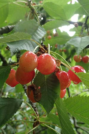 Prunus avium subsp. avium, Vogel-Kirsche, Wild-Kirsche