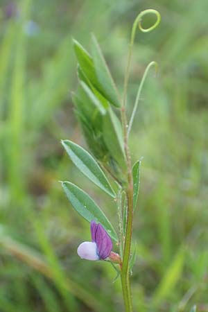 Vicia lathyroides \ Fr�hlings-Zwergwicke / Spring Vetch, D R&ouml;dermark 13.5.2017