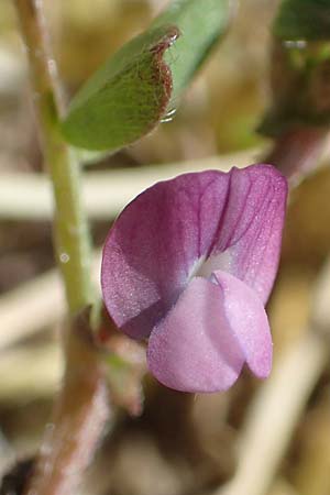 Vicia lathyroides \ Fr�hlings-Zwergwicke / Spring Vetch, D Hanhofen 14.4.2018