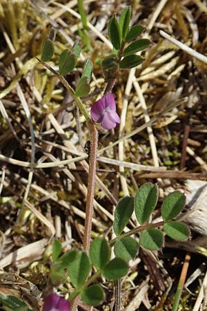 Vicia lathyroides \ Fr�hlings-Zwergwicke / Spring Vetch, D Hanhofen 14.4.2018