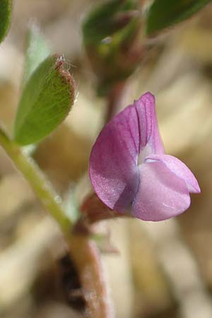 Vicia lathyroides \ Fr�hlings-Zwergwicke / Spring Vetch, D Hanhofen 14.4.2018