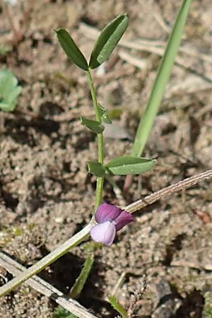 Vicia lathyroides \ Fr�hlings-Zwergwicke / Spring Vetch, D Seeheim an der Bergstra&szlig;e 16.4.2018