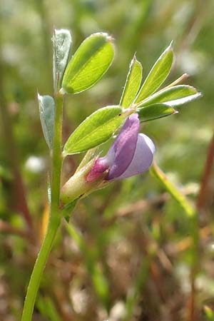 Vicia lathyroides \ Fr�hlings-Zwergwicke / Spring Vetch, D Hockenheim 16.4.2019