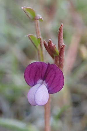 Vicia lathyroides \ Fr�hlings-Zwergwicke / Spring Vetch, D Hockenheim 16.4.2019