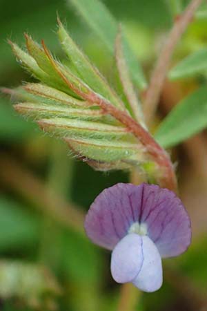 Vicia lathyroides \ Fr�hlings-Zwergwicke / Spring Vetch, D Hockenheim 5.4.2022