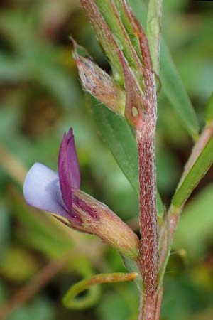 Vicia lathyroides, Fr&uuml;hlings-Zwergwicke
