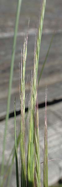Festuca myuros \ M�useschwanz-Federschwingel, Gew�hnlicher Federschwingel / Rat's-Tail Fescue, D Lennestadt-Altenhundem 21.5.2018