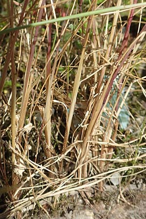 Festuca myuros \ M�useschwanz-Federschwingel, Gew�hnlicher Federschwingel / Rat's-Tail Fescue, D Lennestadt-Altenhundem 21.5.2018