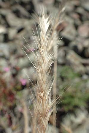 Festuca danthonii \ Bewimperter Federschwingel, Behaarter Federschwingel / Bearded Fescue, D Kehl 18.6.2019