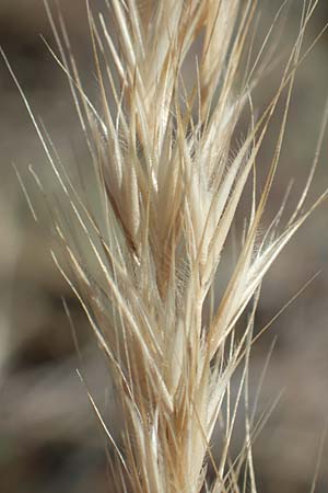 Festuca danthonii \ Bewimperter Federschwingel, Behaarter Federschwingel / Bearded Fescue, D Kehl 18.6.2019