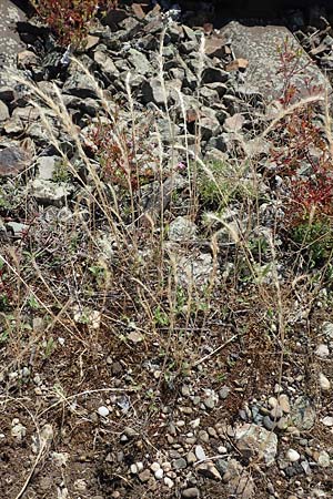 Festuca danthonii \ Bewimperter Federschwingel, Behaarter Federschwingel / Bearded Fescue, D Kehl 18.6.2019