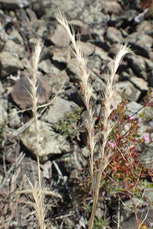 Festuca danthonii \ Bewimperter Federschwingel, Behaarter Federschwingel / Bearded Fescue, D Kehl 18.6.2019