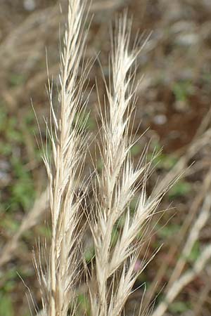Festuca danthonii \ Bewimperter Federschwingel, Behaarter Federschwingel / Bearded Fescue, D Kehl 18.6.2019