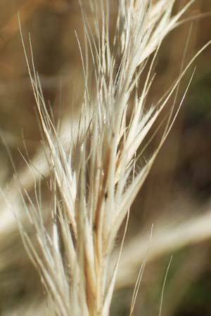 Festuca danthonii \ Bewimperter Federschwingel, Behaarter Federschwingel / Bearded Fescue, D Kehl 18.6.2019