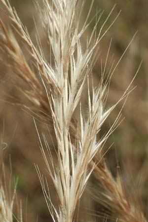 Festuca danthonii \ Bewimperter Federschwingel, Behaarter Federschwingel / Bearded Fescue, D Kehl 18.6.2019
