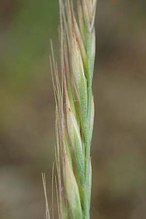 Festuca myuros \ M�useschwanz-Federschwingel, Gew�hnlicher Federschwingel / Rat's-Tail Fescue, D Hockenheim 8.6.2021