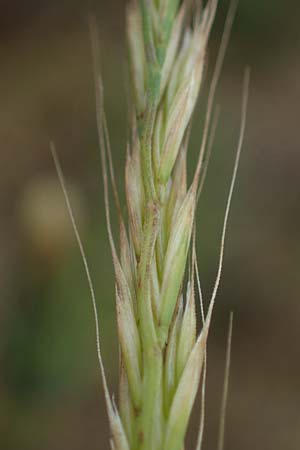 Festuca myuros, M&auml;useschwanz-Federschwingel, Gew&ouml;hnlicher Federschwingel