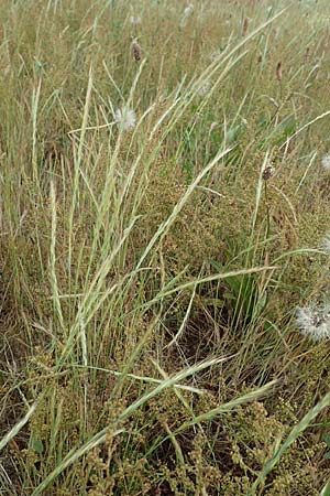 Festuca myuros \ M�useschwanz-Federschwingel, Gew�hnlicher Federschwingel / Rat's-Tail Fescue, D Hockenheim 8.6.2021
