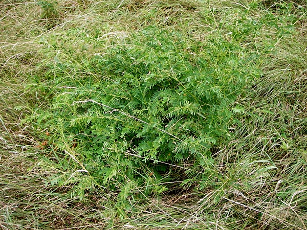 Vicia orobus \ Orber Wicke, Heide-Wicke, D Lohr am Main 18.7.2015