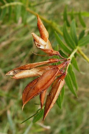 Vicia orobus \ Orber Wicke, Heide-Wicke, D Lohr am Main 18.7.2015