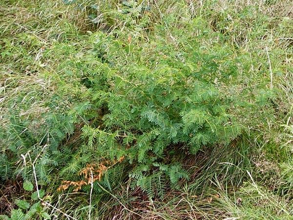 Vicia orobus \ Orber Wicke, Heide-Wicke, D Lohr am Main 18.7.2015