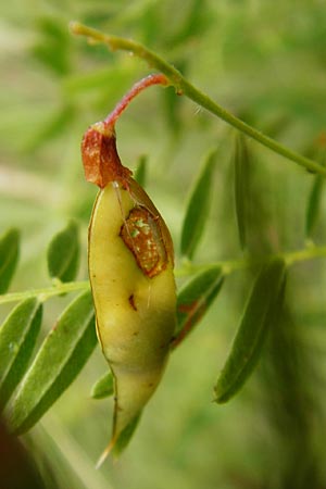 Vicia orobus \ Orber Wicke, Heide-Wicke, D Lohr am Main 18.7.2015