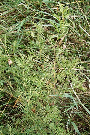 Vicia orobus \ Orber Wicke, Heide-Wicke, D Lohr am Main 18.7.2015