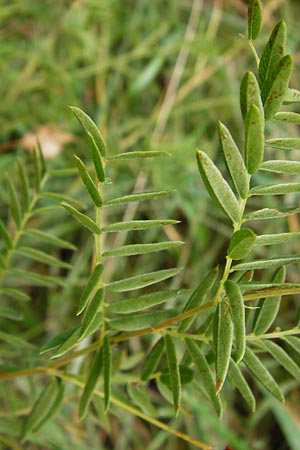 Vicia orobus \ Orber Wicke, Heide-Wicke, D Lohr am Main 18.7.2015