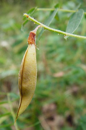 Vicia orobus \ Orber Wicke, Heide-Wicke, D Lohr am Main 18.7.2015