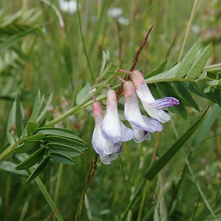 Vicia orobus \ Orber Wicke, Heide-Wicke, D Rechtenbach 20.6.2016