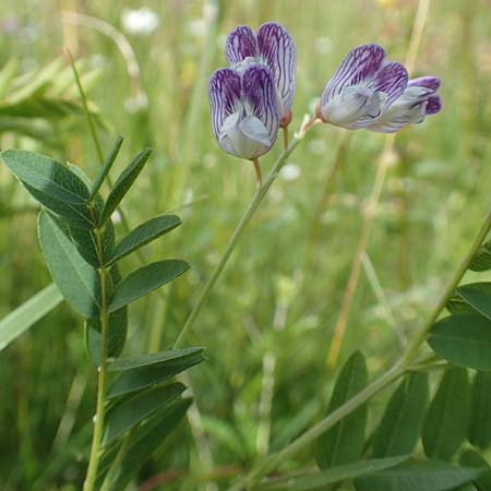 Vicia orobus \ Orber Wicke, Heide-Wicke, D Rechtenbach 20.6.2016