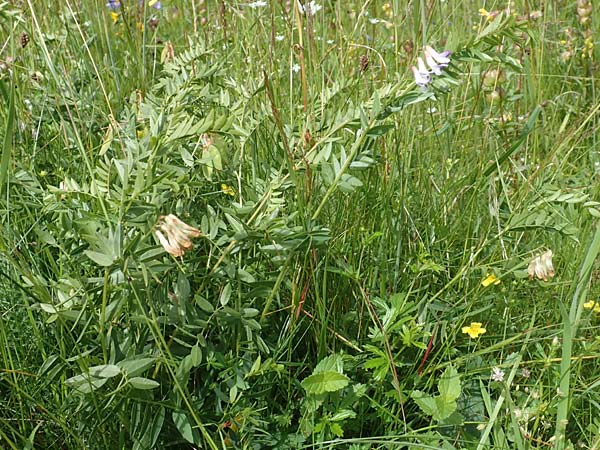 Vicia orobus \ Orber Wicke, Heide-Wicke, D Rechtenbach 20.6.2016