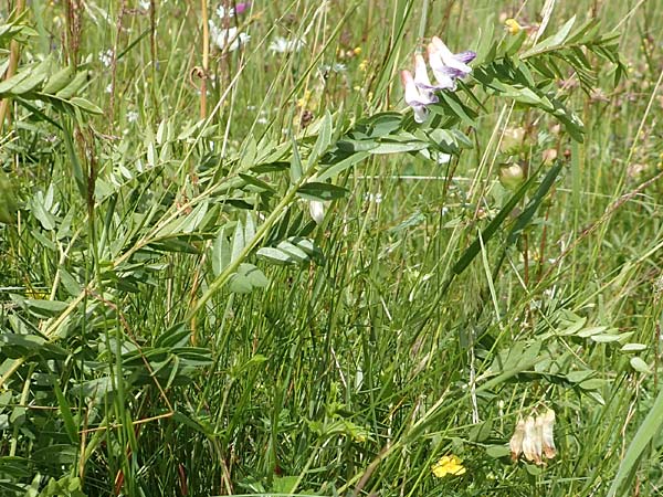 Vicia orobus \ Orber Wicke, Heide-Wicke, D Rechtenbach 20.6.2016