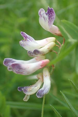 Vicia orobus \ Orber Wicke, Heide-Wicke, D Lohr am Main 20.6.2016