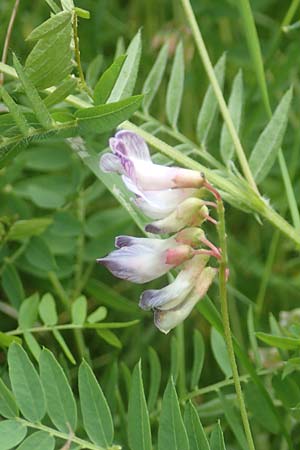 Vicia orobus \ Orber Wicke, Heide-Wicke, D Lohr am Main 20.6.2016