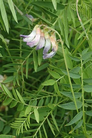 Vicia orobus \ Orber Wicke, Heide-Wicke, D Lohr am Main 20.6.2016