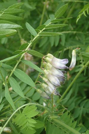 Vicia orobus \ Orber Wicke, Heide-Wicke, D Lohr am Main 20.6.2016