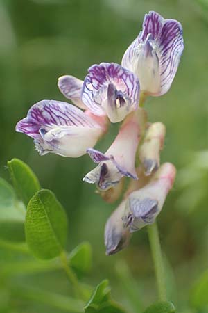 Vicia orobus \ Orber Wicke, Heide-Wicke, D Lohr am Main 20.6.2016