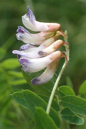 Vicia orobus \ Orber Wicke, Heide-Wicke, D Lohr am Main 20.6.2016