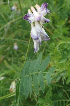 Vicia orobus \ Orber Wicke, Heide-Wicke, D Lohr am Main 20.6.2016