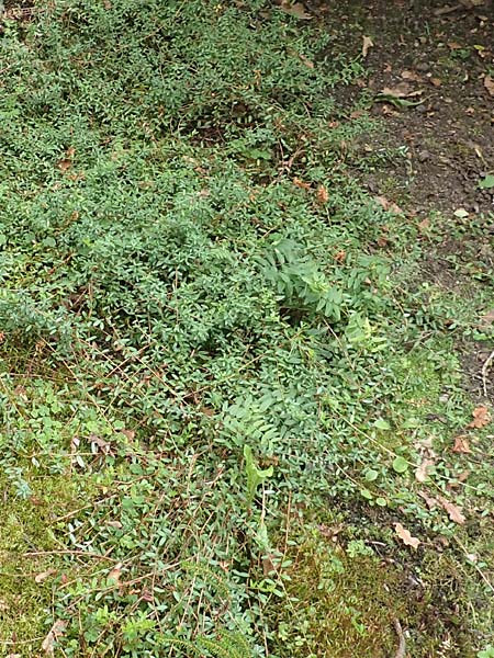 Vaccinium macrocarpon \ Gro�fr�chtige Moosbeere / American Cranberry, D Botan. Gar.  Universit.  T&uuml;bingen 3.9.2016