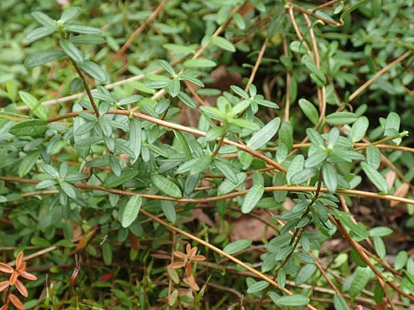 Vaccinium macrocarpon \ Gro�fr�chtige Moosbeere / American Cranberry, D Botan. Gar.  Universit.  T&uuml;bingen 3.9.2016
