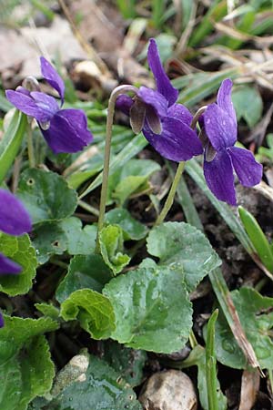 Viola odorata, Sweet Violet