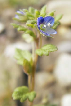 Veronica polita \ Gl�nzender Ehrenpreis / Grey Field-Speedwell, D G&uuml;nzburg 8.5.2010