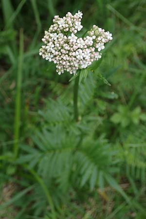 Valeriana pratensis subsp. pratensis, Wiesen-Arznei-Baldrian