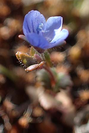 Veronica praecox, Breckland Moss