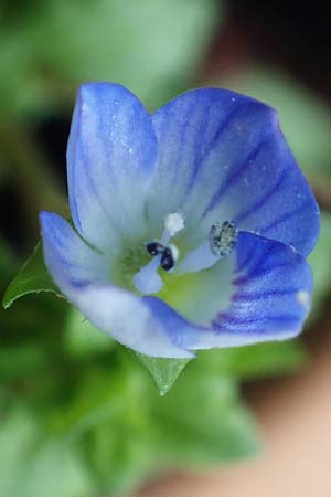 Veronica persica \ Persischer Ehrenpreis / Common Field Speedwell, D Mannheim 24.2.2022