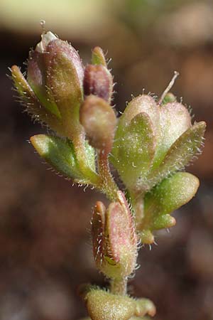 Veronica praecox \ Fr�her Ehrenpreis / Breckland Speedwell, D Herxheim am Berg 11.4.2022