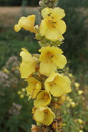 Verbascum phlomoides, White Foxgloves