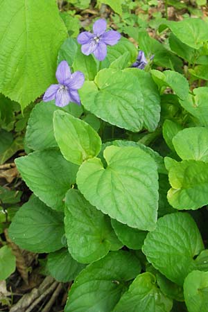 Viola reichenbachiana, Early Dog Violet
